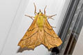 Canary-shouldered Thorn Ennomos alniaria