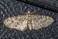 Brindled Pug Eupithecia abbreviata