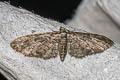 Brindled Pug Eupithecia abbreviata