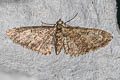 Brindled Pug Eupithecia abbreviata