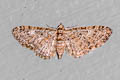Oak-tree Pug Eupithecia dodoneata