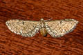 Common Pug Eupithecia vulgata