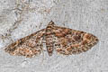 Double-striped Pug Gymnoscelis rufifasciata