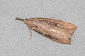 Buttoned Snout Hypena rostralis