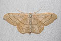 Riband Wave Idaea aversata