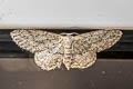 Small Dusty Wave Idaea seriata