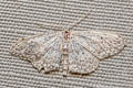 Small Dusty Wave Idaea seriata