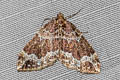 Water Carpet Moth Lampropteryx suffumata