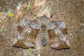 Poplar Hawkmoth Laothoe populi 