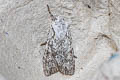 Grey Shoulder-knot Lithophane ornitopus