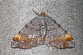 Tawny-barred Angle Macaria liturata