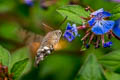 Eurasian Hummingbird Hawkmoth Macroglossum stellatarum