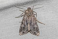 Cabbage Moth Mamestra brassicae