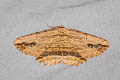 Waved Umber Menophra abruptaria