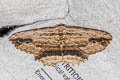Waved Umber Menophra abruptaria