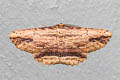 Waved Umber Menophra abruptaria