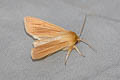 Common Wainscot Mythimna pallens 