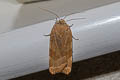 Greater Broad-banded Yellow Underwing Noctua fimbriata