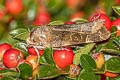 Greater Broad-banded Yellow Underwing Noctua fimbriata