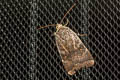 Lesser Broad-bordered Yellow Underwing Noctua janthe