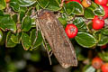 Large Yellow Underwing Noctua pronuba