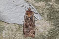 Large Yellow Underwing Noctua pronuba