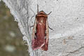Flame Shoulder Moth Ochropleura plecta
