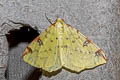 Brimstone Moth Opisthograptis luteolata