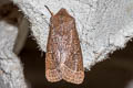 Common Quaker Orthosia cerasi