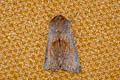 Small Quaker Orthosia cruda 