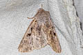 Common Hebrew Character Orthosia gothica 