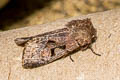 Common Hebrew Character Orthosia gothica 