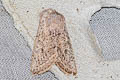 Powdered Quaker Orthosia gracilis