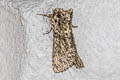Frosted Green Polyploca ridens