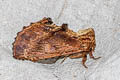 Coxcomb Prominent Ptilodon capucina