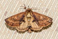 Coxcomb Prominent Ptilodon capucina