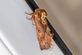 Coxcomb Prominent Ptilodon capucina