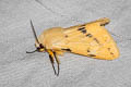 Buff Ermine Spilosoma lutea