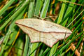 Common Blood-vein Timandra comae 