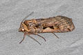 Setaceous Hebrew Character Xestia c-nigrum 