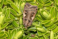 Setaceous Hebrew Character Xestia c-nigrum 