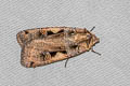 Setaceous Hebrew Character Xestia c-nigrum 