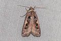 Setaceous Hebrew Character Xestia c-nigrum 