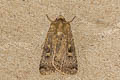 Square-spot Rustic Xestia xanthographa 