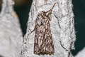 Early Grey Xylocampa areola
