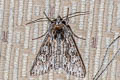 Early Grey Xylocampa areola