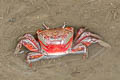 Pacific Mangrove Ghost Crab Ucides occidentalis