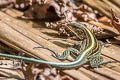 Bridges's Ameiva Holcosus bridgesii (Blue-bellied Whiptail)