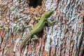 Green Thornytail Iguana Uracentron azureum