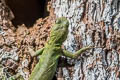 Green Thornytail Iguana Uracentron azureum